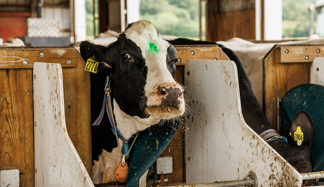 A tagged dairy cow at CAST, photo via Cornell CALS