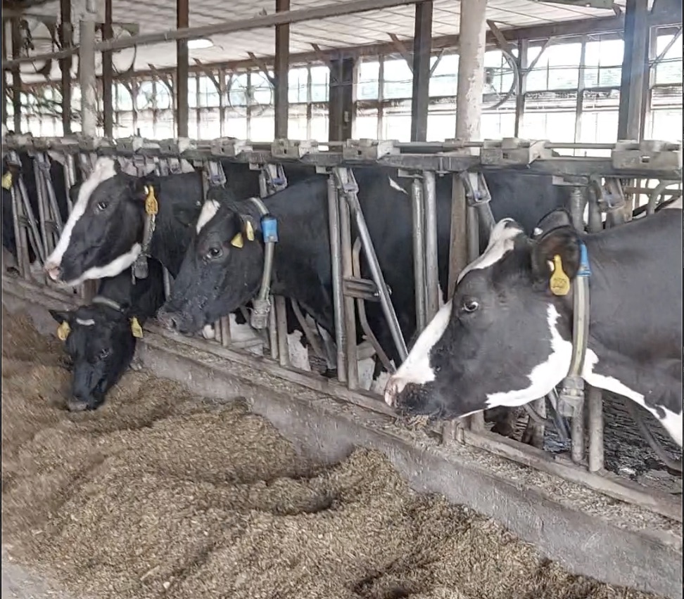 Dairy cows at CAST's freestall barn