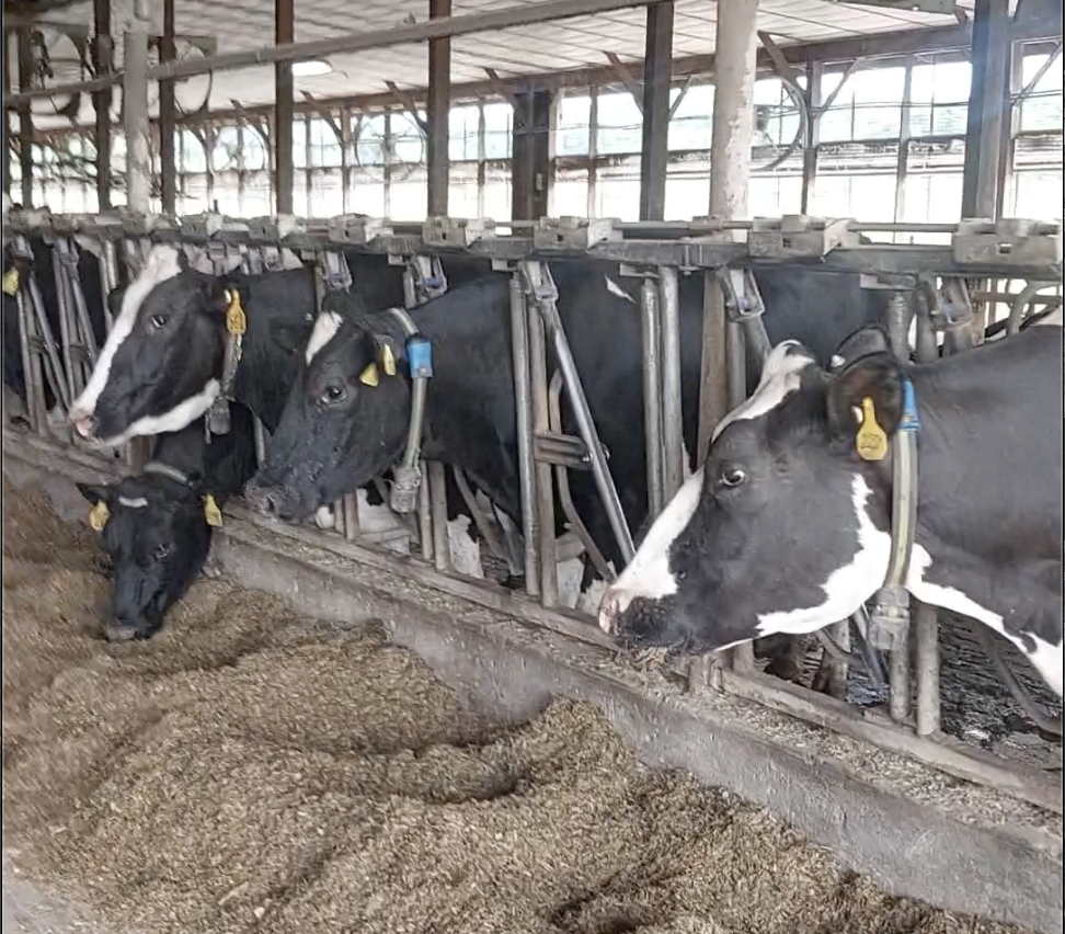 Dairy cows at CAST's freestall barn